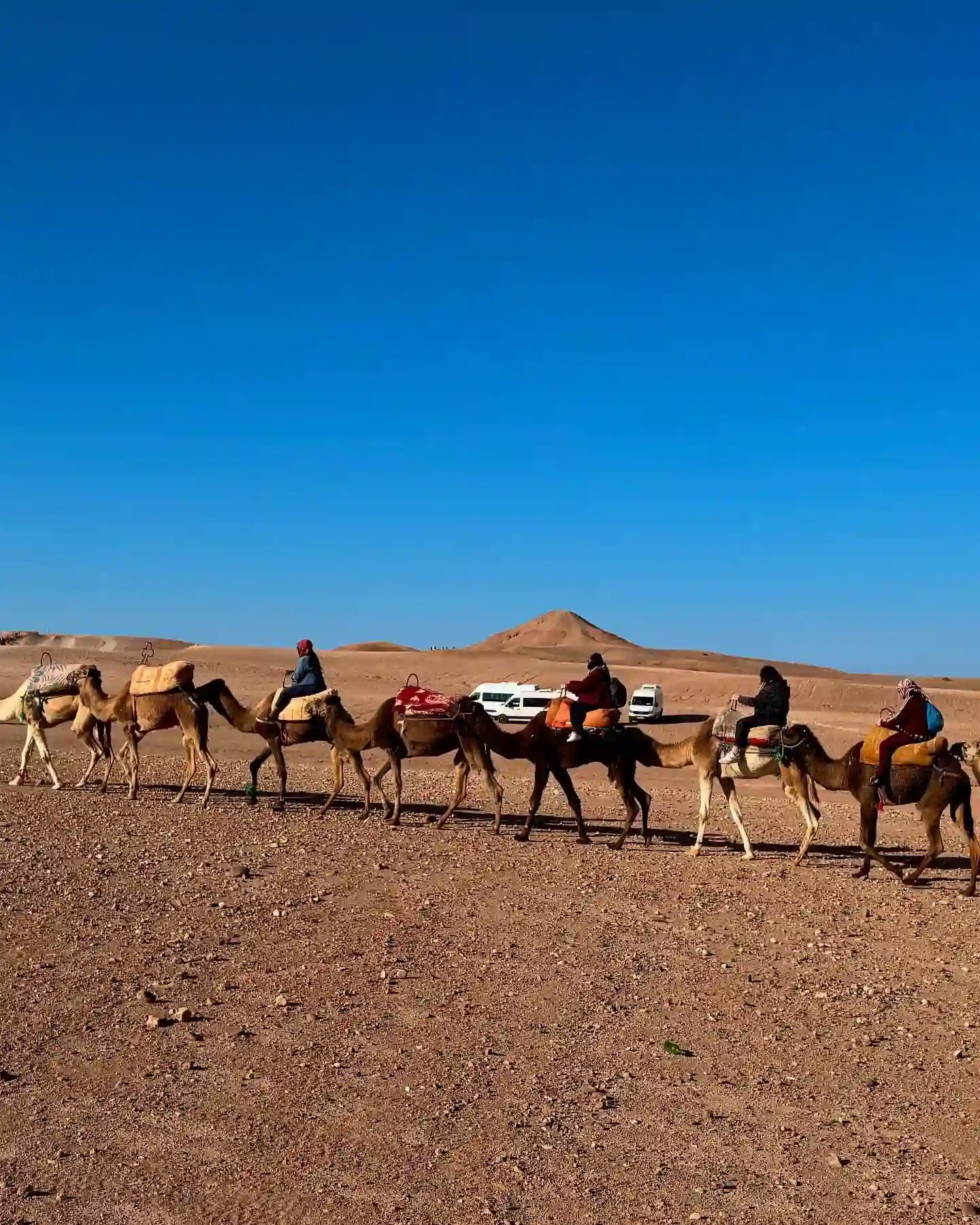 Camel tour in desert